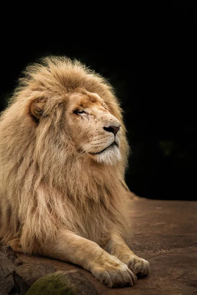 Proud lion portrait — Stock Photo, Image