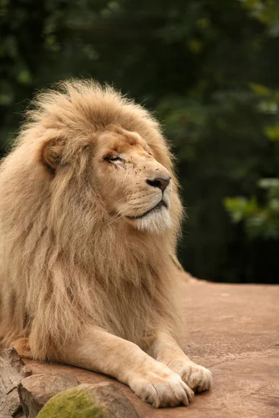 Proud lion portrait — Stock Photo, Image