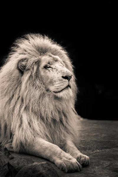 Proud lion portrait — Stock Photo, Image