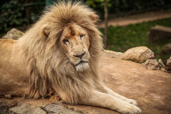 Portret dumny lew — Zdjęcie stockowe