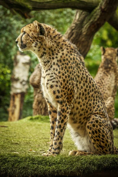 Proud Cheetah posing — Stock Photo, Image