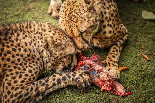 Гепард питается мясом — стоковое фото