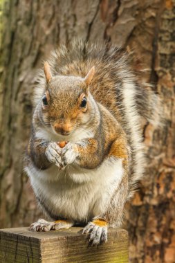 Sincap fındık yemek