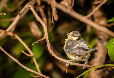 Bebek meme üzerinde bir ağaç dalı