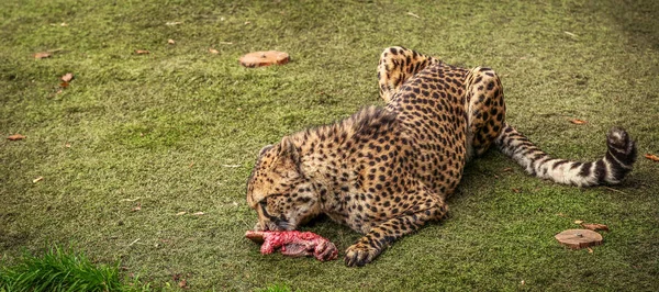 Gepard, hodoval na maso — Stock fotografie