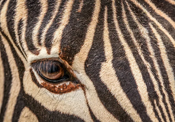 Das Auge des Zebras — Stockfoto