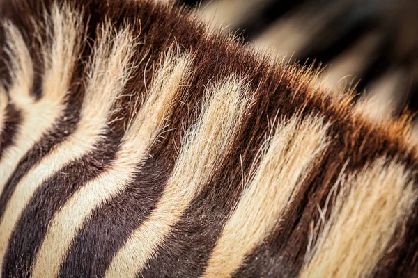 Fur of zebra — Stock Photo, Image