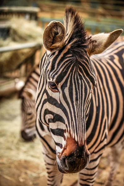 Head of zebra — Stock Photo, Image