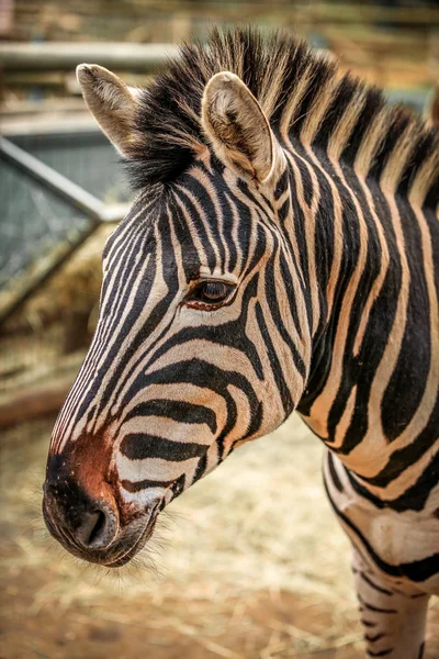 Head of zebra — Stock Photo, Image