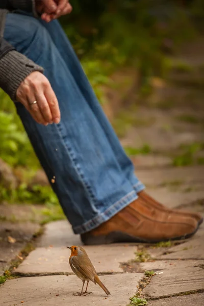 Feeding Robin bird — Stock Photo, Image