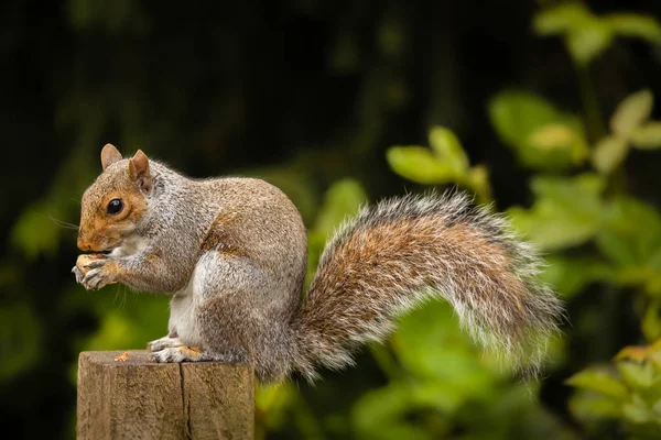 견과 먹는 다람쥐 — 스톡 사진