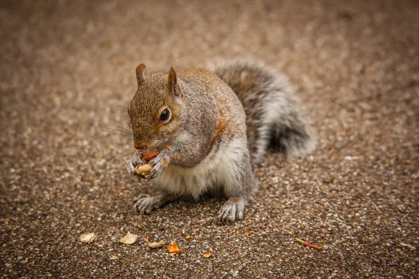リスのナットを食べる — ストック写真