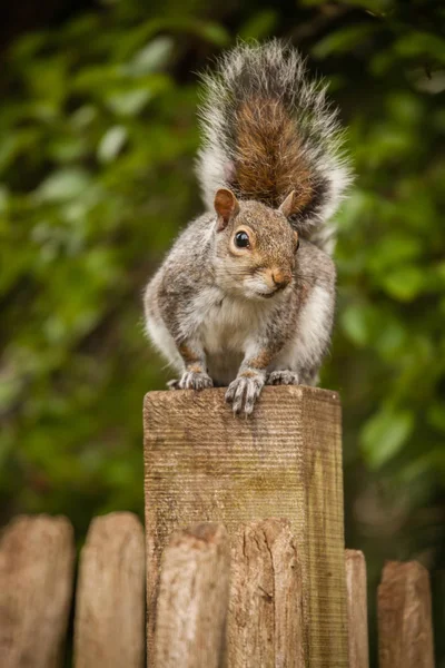 Esquilo na cerca — Fotografia de Stock
