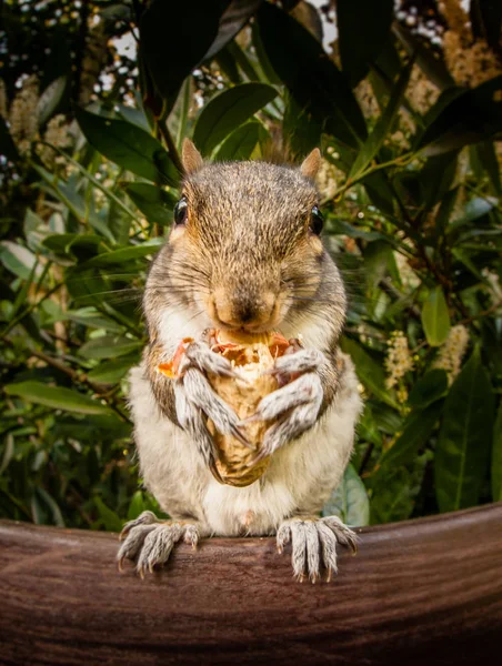 Noz comedora de esquilo — Fotografia de Stock