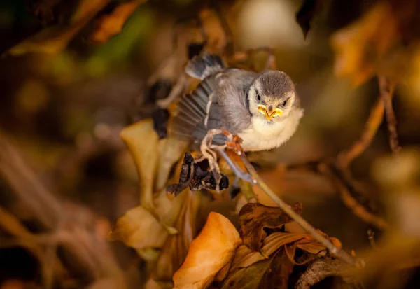 Baby tit on a tree branch — Stock Photo, Image