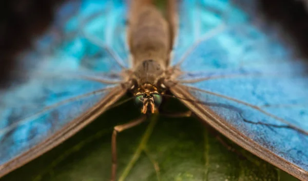 Peleides azul morfo mariposa —  Fotos de Stock
