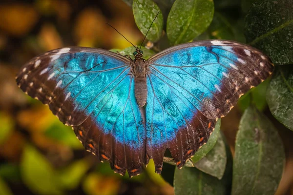 Peleides azul morfo mariposa — Foto de Stock