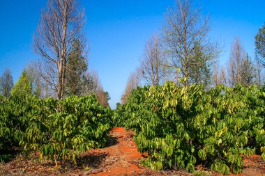 Coffee plantation in Laos clipart