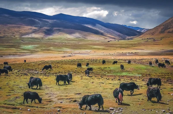Gran manada de Yak pastando en Himalaya — Foto de Stock