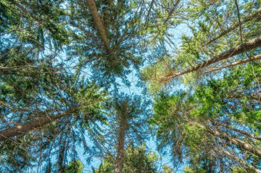 Bir ormandaki ağaçların