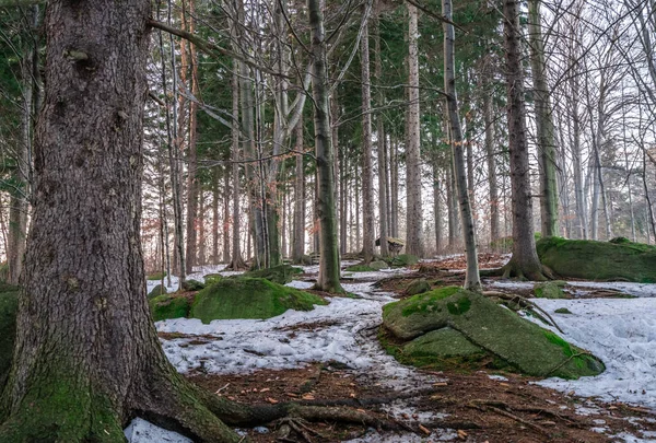 Floresta de pinheiro no inverno — Fotografia de Stock