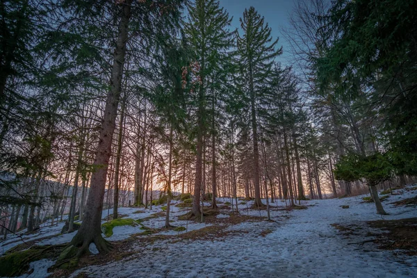 Kışın çam ormanı, — Stok fotoğraf