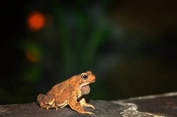 Sapo à noite — Fotografia de Stock