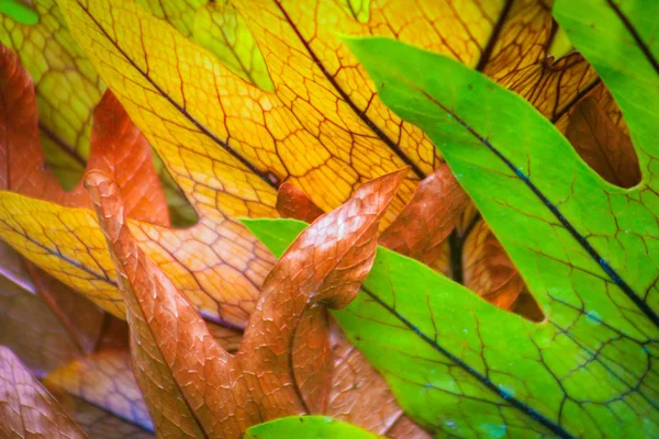 Färg på hösten — Stockfoto