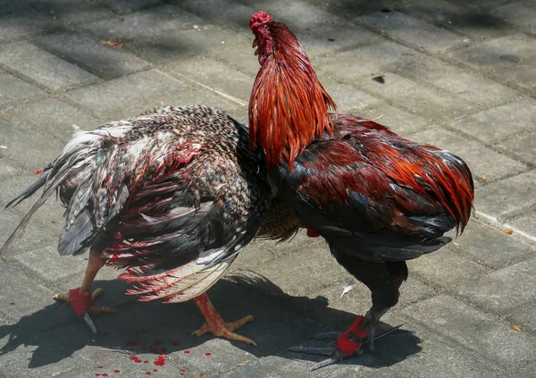 Cockfight en Bali — Photo