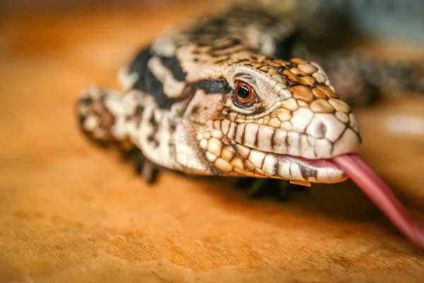 Невеликий Індонезійська ящірка — стокове фото