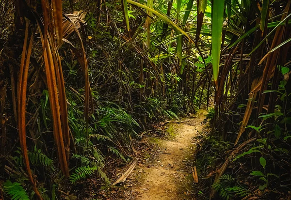 Caminho da selva em Sumatra — Fotografia de Stock