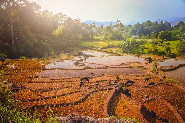 Terrazas del campo de arroz indonesio — Foto de Stock