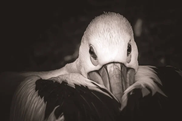 Pelikanvogelkopf — Stockfoto