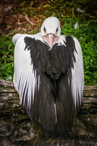 Пеликаны в зоопарке — стоковое фото