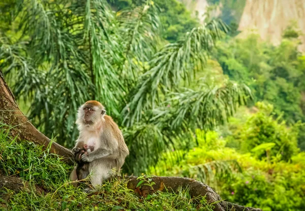 Singe Macaque Indonésien — Photo