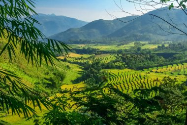 Sumbava pirinç tarlaları