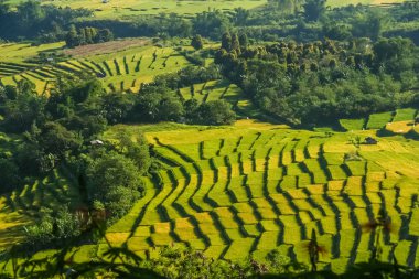 Sumbava pirinç tarlaları