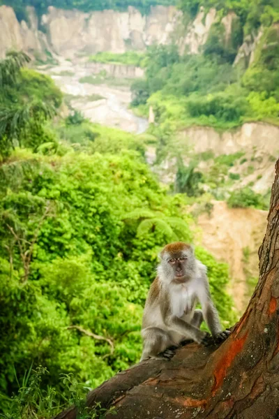 Singe Macaque Indonésien — Photo