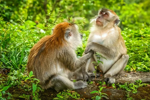Dwóch małp makaków — Zdjęcie stockowe