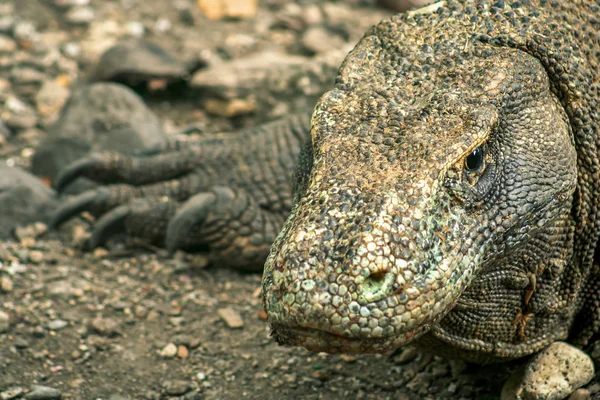 Grande dragão de Komodo — Fotografia de Stock