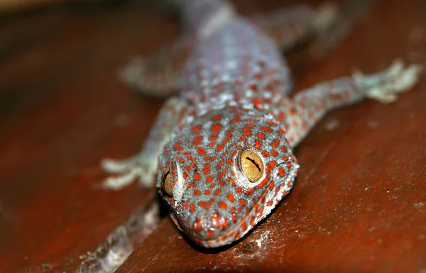 Gecko manchado de vermelho — Fotografia de Stock