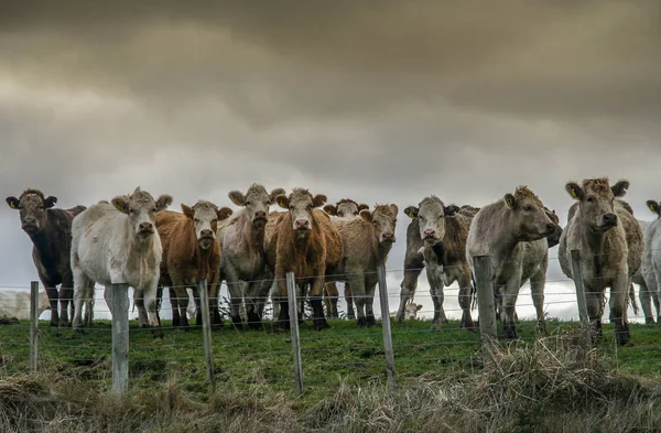 Ciekaw krowy na pastwisku — Zdjęcie stockowe