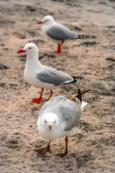 Три чайки гуляют по пляжу — стоковое фото