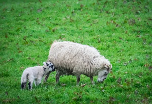 Anya és a baba birka legeltetés az ír táj — Stock Fotó