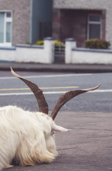 Chèvre fatiguée dans une rue — Photo