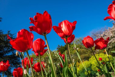 Bahçedeki kırmızı laleler