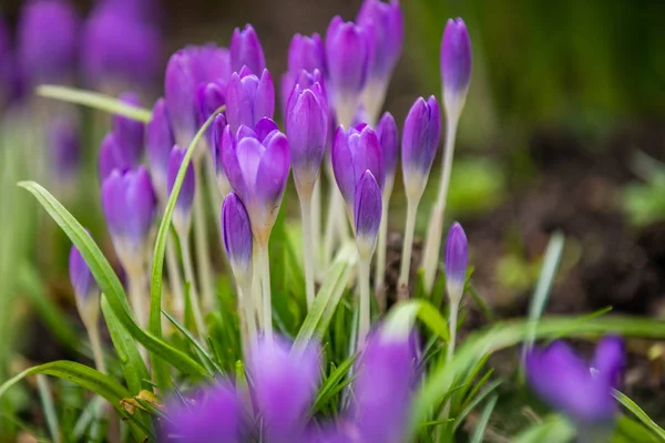 Mor Crocus ve kardelen — Stok fotoğraf