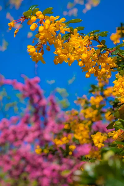 Colors of spring — Stock Photo, Image