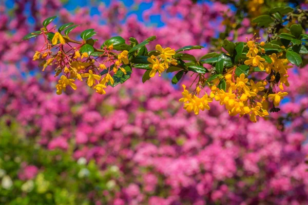 Colors of spring — Stock Photo, Image