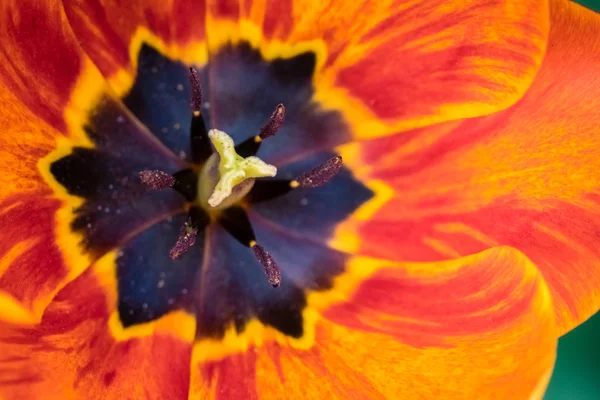 Červené, žluté a oranžové Růžicová hlavice — Stock fotografie